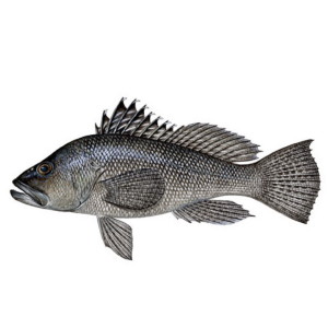 Black Sea Bass Charters in Hilton Head, SC