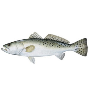 Speckled Trout Charters for Hilton Head