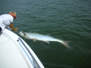 145 pound tarpon