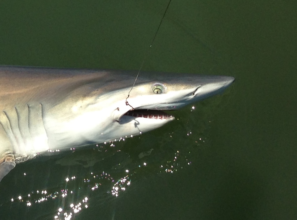 Hilton Head Shark Fishing Charters | 3 Hour Shark Fishing Trips ...